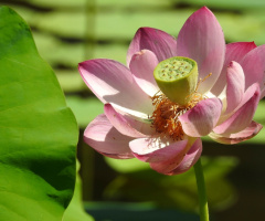Lotus flower