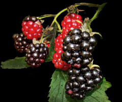 BEEREN