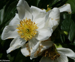 Blüte
