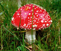 FLIEGENPILZ