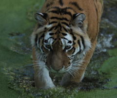 Amur Tiger moment