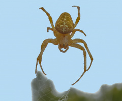 Örgücü