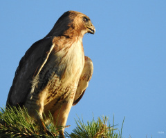 Common Buzzard