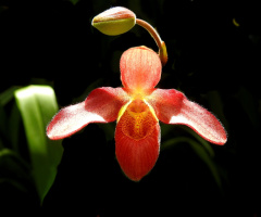Orchid 