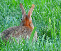 Attentive Rabbit