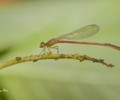 Capung