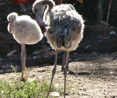 Junge Flamingos