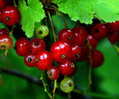 BEEREN
