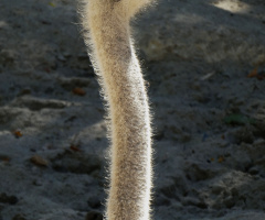 Vogel Strauß