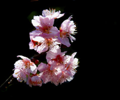 Cherry Blossom 