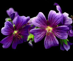 BLÜTEN