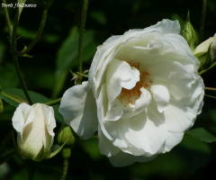Blüte