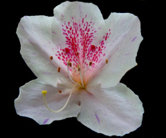 Rhododendron simsii