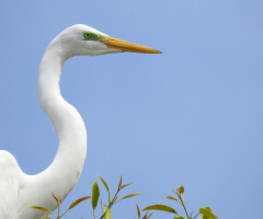 Great Egret 