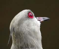 Vanellus chilensis