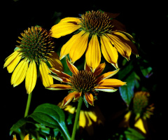 BLÜTEN