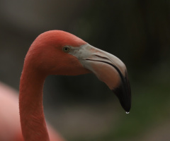 One moment with a flamingo