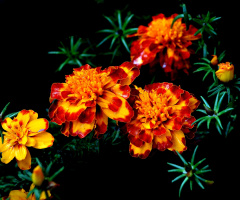 BLÜTEN