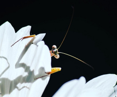 Mantis 2