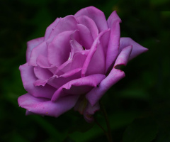 BLÜTE