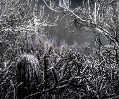 Infrared Desert