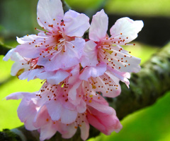 Blossom 