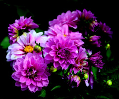 BLÜTEN