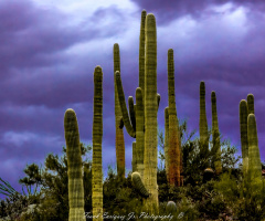 Fall Colors In The Sonoran Desert