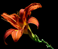 BLÜTE