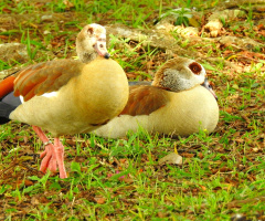 Egyptian Goose
