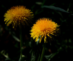 BLÜTEN
