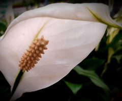 Spathiphyllum wallisii