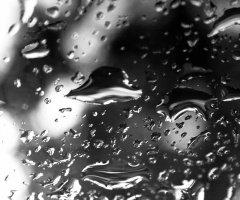 Sonoran Desert Rain Drops