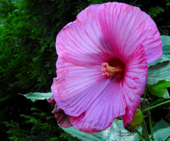 Hibiscus