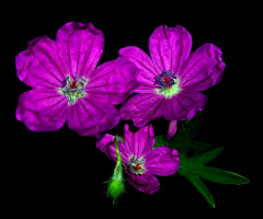 BLÜTEN