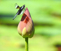 Lotus with Dragonfly 