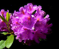 BLÜTEN