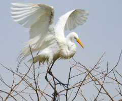 Training the wings to fly...