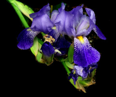 BLÜTEN