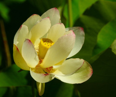 Lotus flower