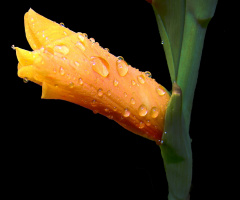 REGENTROPFEN