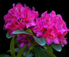 BLÜTEN