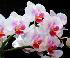 Orchids