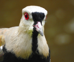 Vanellus chilensis 