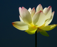 Lotus flower