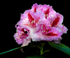 BLÜTE