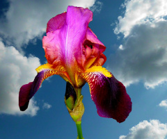 BLÜTE