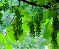 Uvas