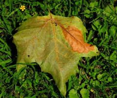 Autumn 