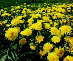 BLÜTEN